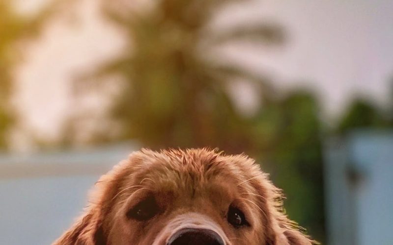 Nutrición de canes y felinos en Colombia: dieta BARF frente a alimentos concentrados